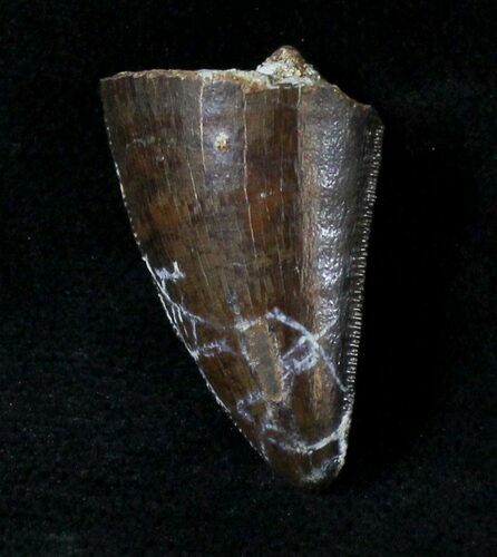 Beautiful Tyrannosaur Tooth Tip - Montana #20012